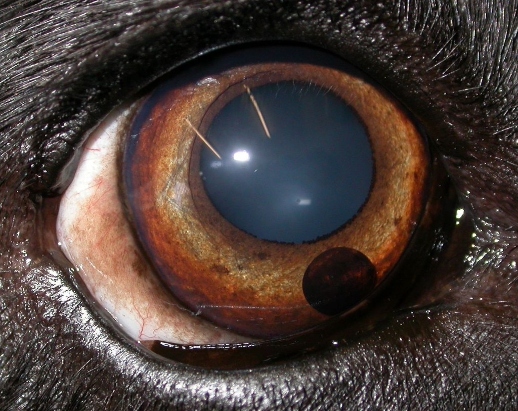 a-dog-with-a-black-blob-veterinary-ophthalmology