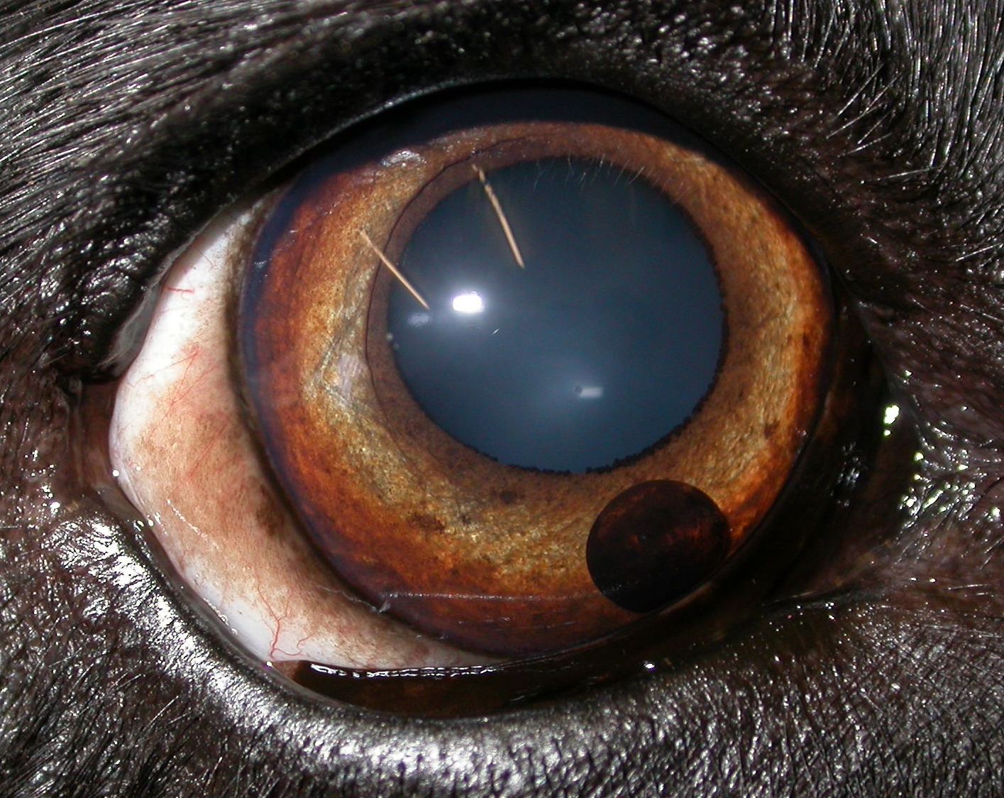 A dog with a black blob! Veterinary ophthalmology