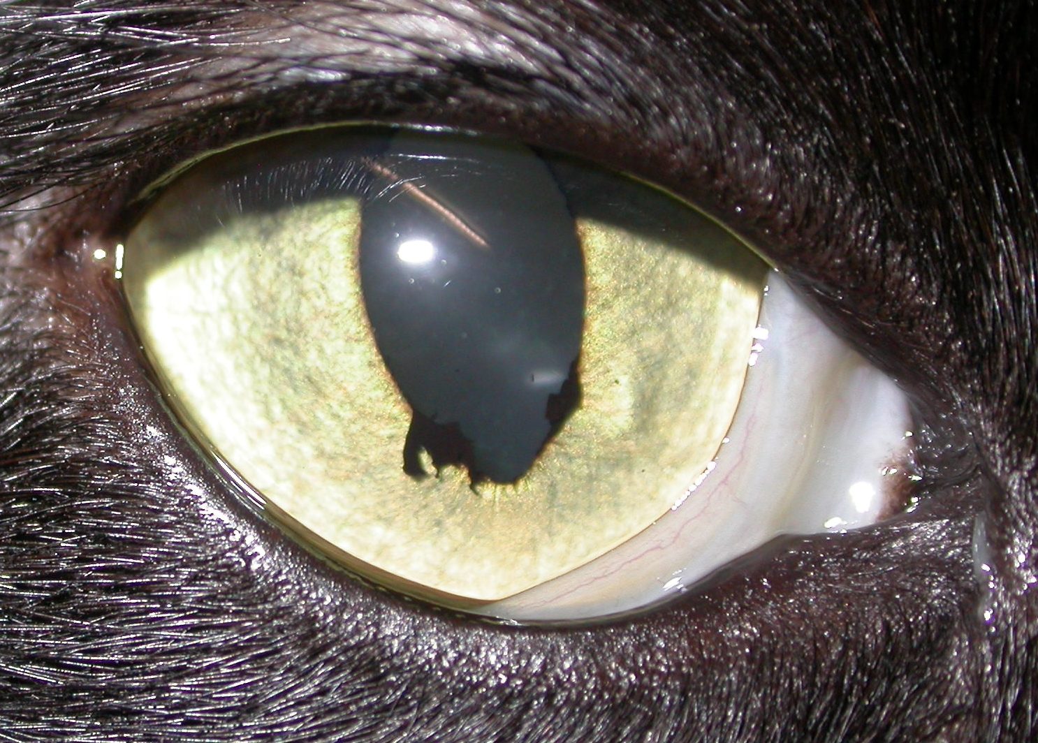 Is this a melanoma? Veterinary ophthalmology