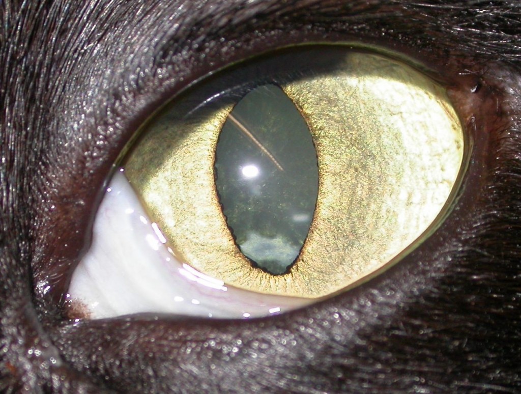 Is this a melanoma? Veterinary ophthalmology