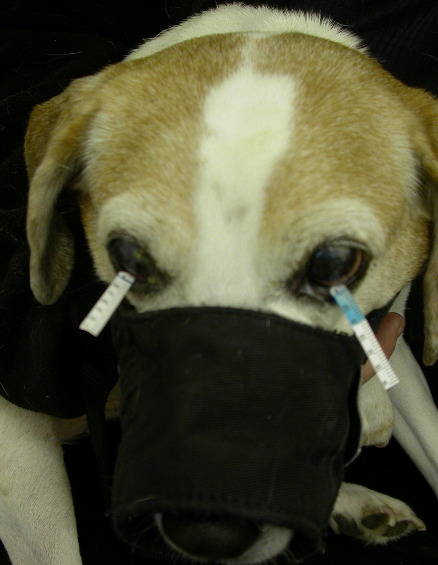 kcs in dogs keratoconjunctivitis sicca www imgkid the image kid has it kcs in dogs keratoconjunctivitis sicca www imgkid the image kid has it