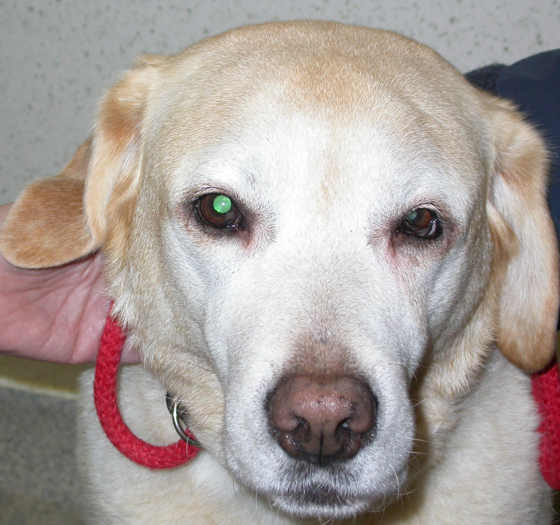 droopy horners lower eyelids labrador williams differential david upper veterinary case