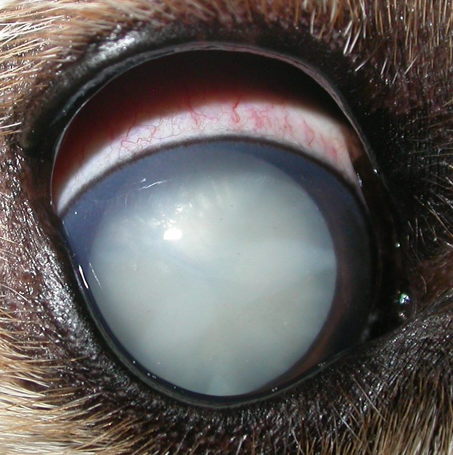 Dog Eye Cataracts