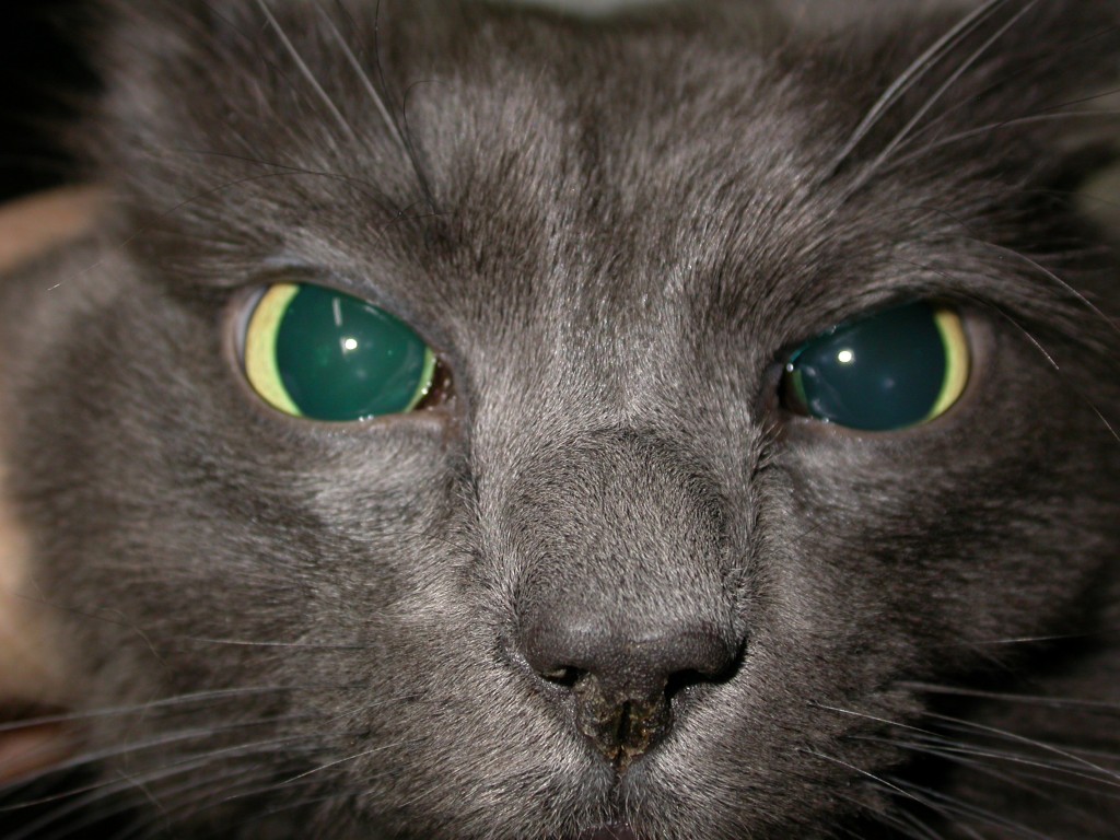 Wide eyed! | Veterinary ophthalmology