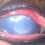 Corneal catastrophe?