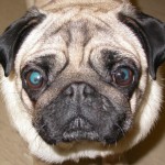 A pug pigment problem!