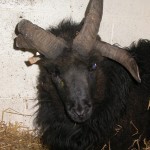 On the horns of a dilemma!