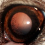 Why a bubbly lens?
