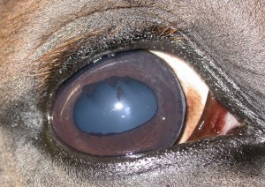 Veterinary Ophthalmology 