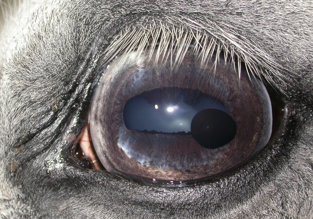 Is this worth worrying about? Veterinary ophthalmology