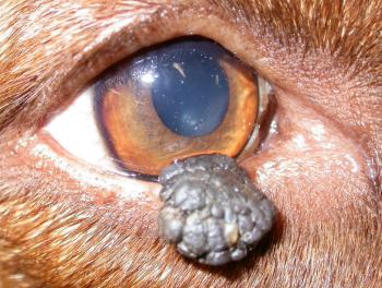 blepharitis in dogs a clinical from the archives 11 06 2005 veterinary ophthalmology blepharitis in dogs a clinical from the archives 11 06 2005 veterinary ophthalmology