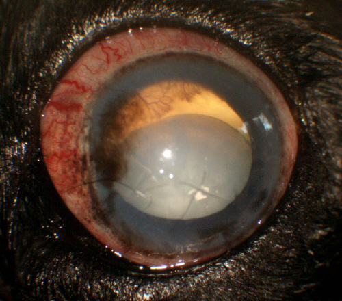 A Clinical Case from the Archives 04/02/2007 Veterinary ophthalmology