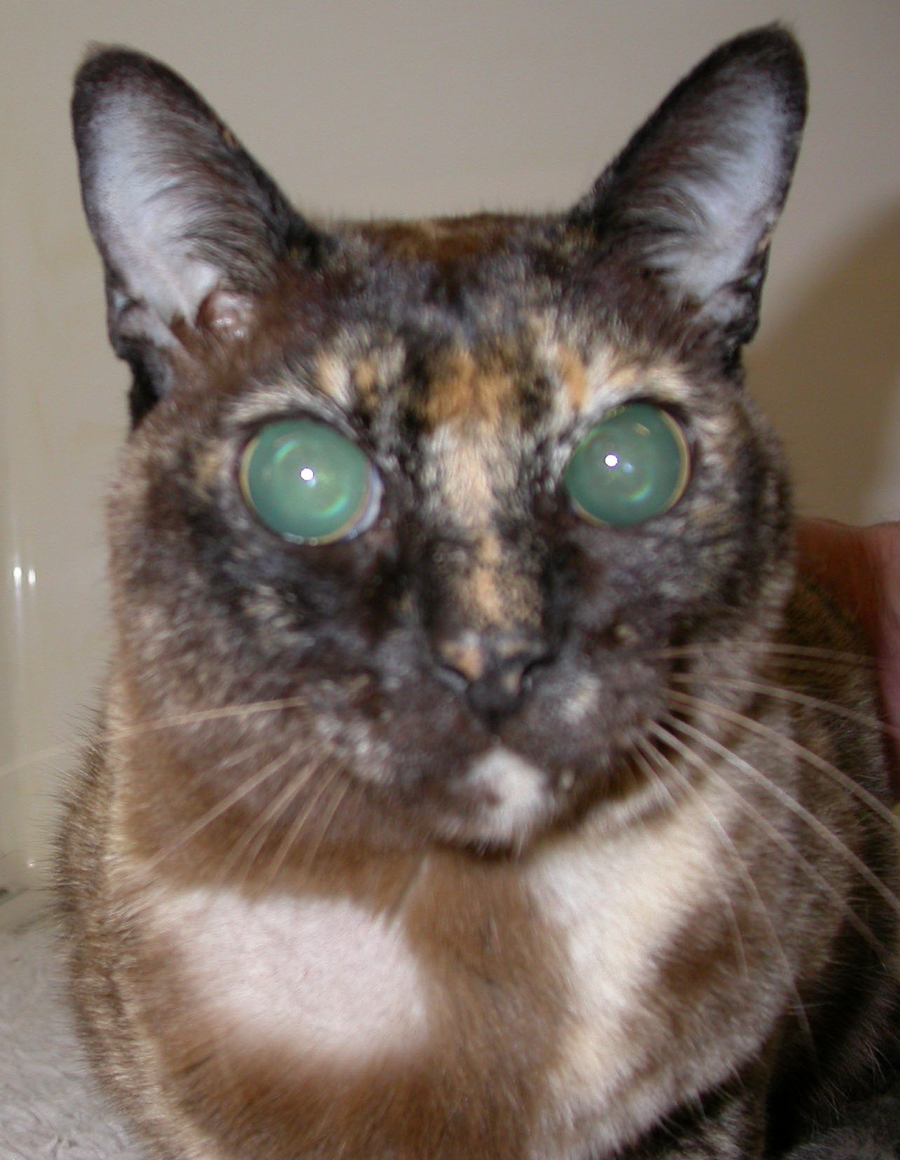 detached retina in cats